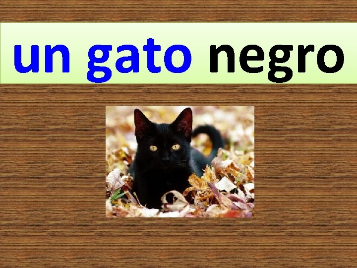 un gato negro 