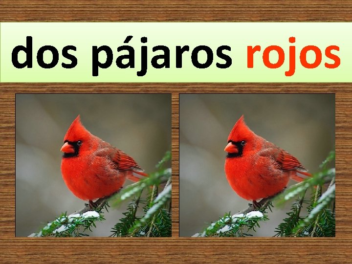 dos pájaros rojos 