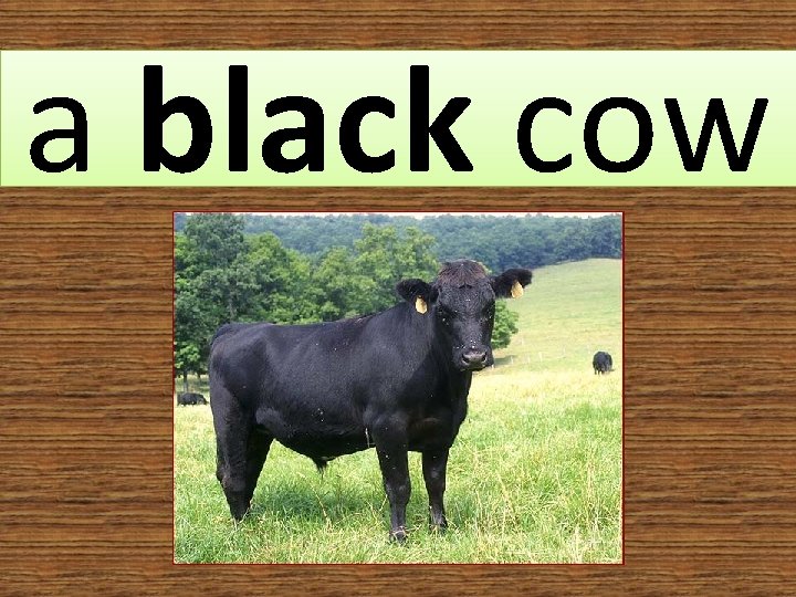 a black cow 
