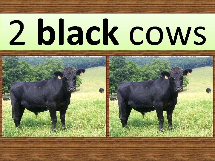 2 black cows 