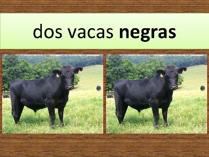 dos vacas negras 