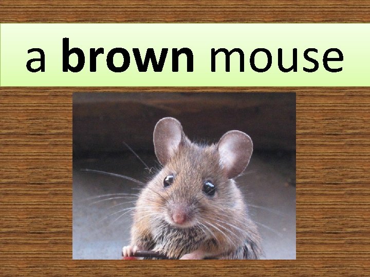 a brown mouse 