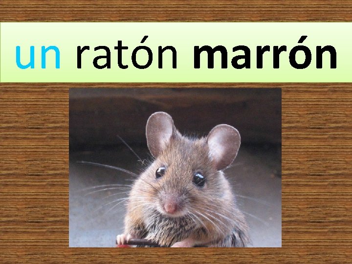 un ratón marrón 