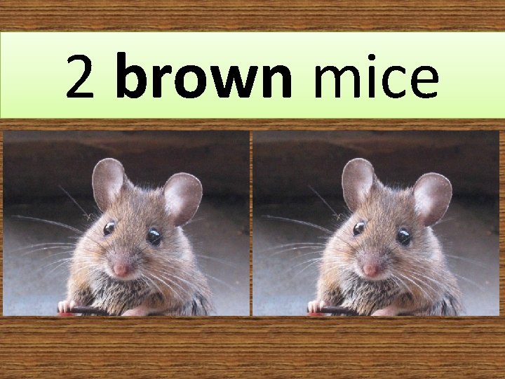 2 brown mice 