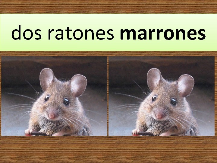 dos ratones marrones 