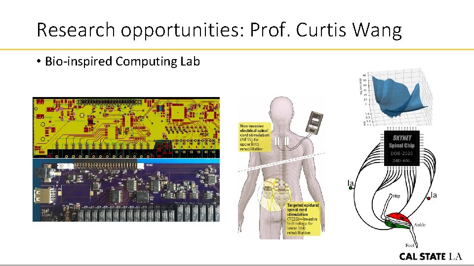 Research opportunities: Prof. Curtis Wang • Bio-inspired Computing Lab 