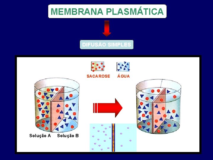 MEMBRANA PLASMÁTICA DIFUSÃO SIMPLES SACAROSE Solução A Solução B ÁGUA 