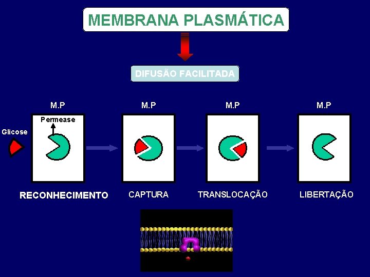 MEMBRANA PLASMÁTICA DIFUSÃO FACILITADA M. P CAPTURA TRANSLOCAÇÃO M. P Permease Glicose RECONHECIMENTO LIBERTAÇÃO