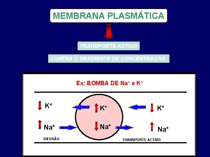 MEMBRANA PLASMÁTICA TRANSPORTE ACTIVO CONTRA O GRADIENTE DE CONCENTRAÇÃO Ex: BOMBA DE Na+ e