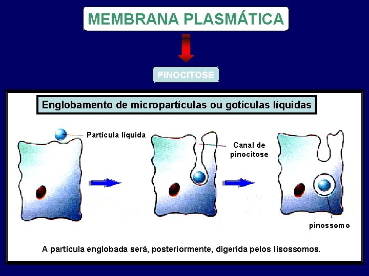 MEMBRANA PLASMÁTICA PINOCITOSE Englobamento de micropartículas ou gotículas líquidas Partícula líquida Canal de pinocitose