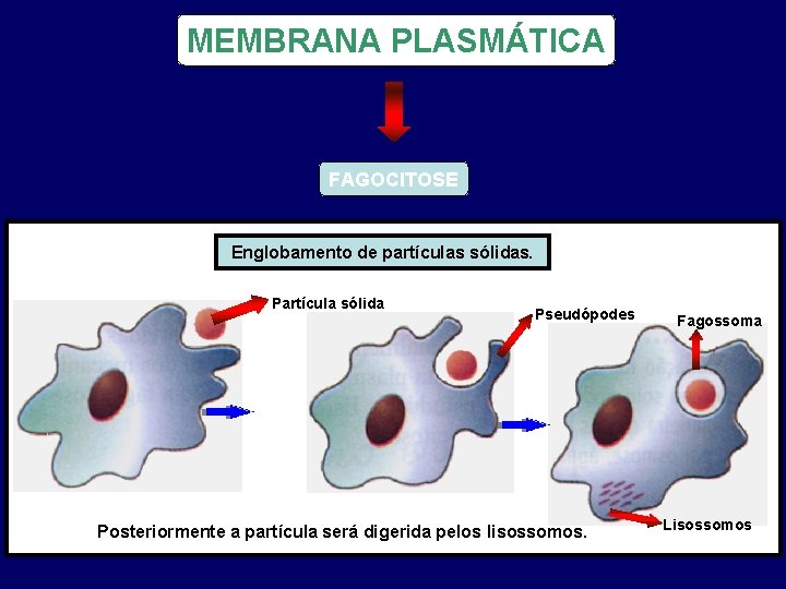 MEMBRANA PLASMÁTICA FAGOCITOSE Englobamento de partículas sólidas. Partícula sólida Pseudópodes Posteriormente a partícula será