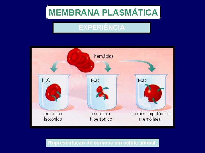 MEMBRANA PLASMÁTICA EXPERIÊNCIA hemácias H 2 O em meio isotónico H 2 O em