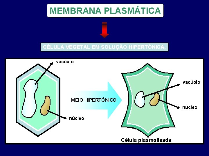 MEMBRANA PLASMÁTICA CÉLULA VEGETAL EM SOLUÇÃO HIPERTÓNICA. vacúolo MEIO HIPERTÓNICO núcleo Célula plasmolisada 