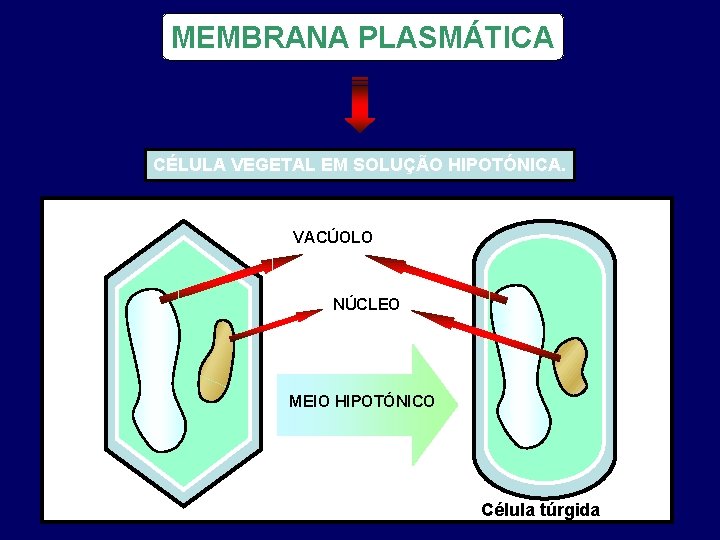 MEMBRANA PLASMÁTICA CÉLULA VEGETAL EM SOLUÇÃO HIPOTÓNICA. VACÚOLO NÚCLEO MEIO HIPOTÓNICO Célula túrgida 