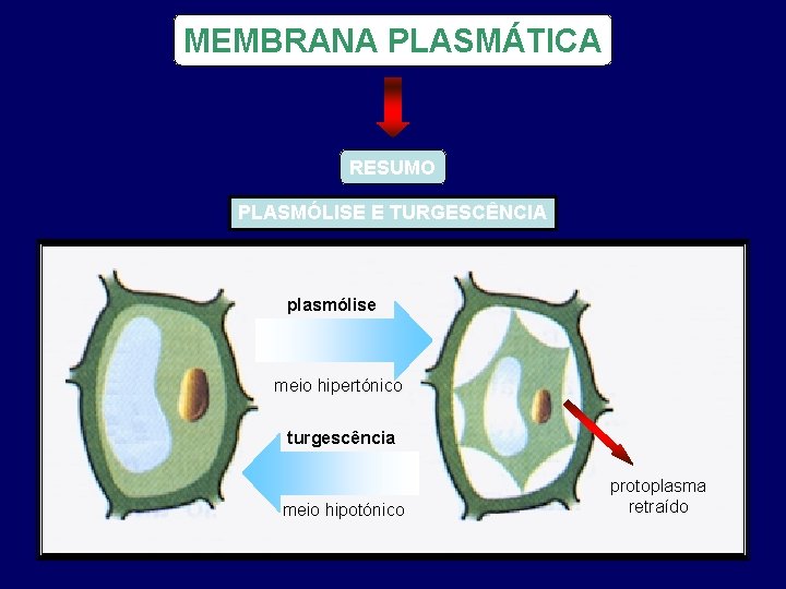 MEMBRANA PLASMÁTICA RESUMO PLASMÓLISE E TURGESCÊNCIA plasmólise meio hipertónico turgescência meio hipotónico protoplasma retraído