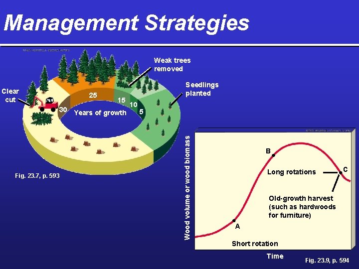 Management Strategies Weak trees removed 25 15 30 Years of growth Fig. 23. 7,