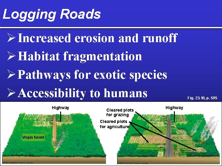 Logging Roads Ø Increased erosion and runoff Ø Habitat fragmentation Ø Pathways for exotic