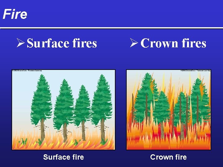 Fire Ø Surface fires Surface fire Ø Crown fires Crown fire 