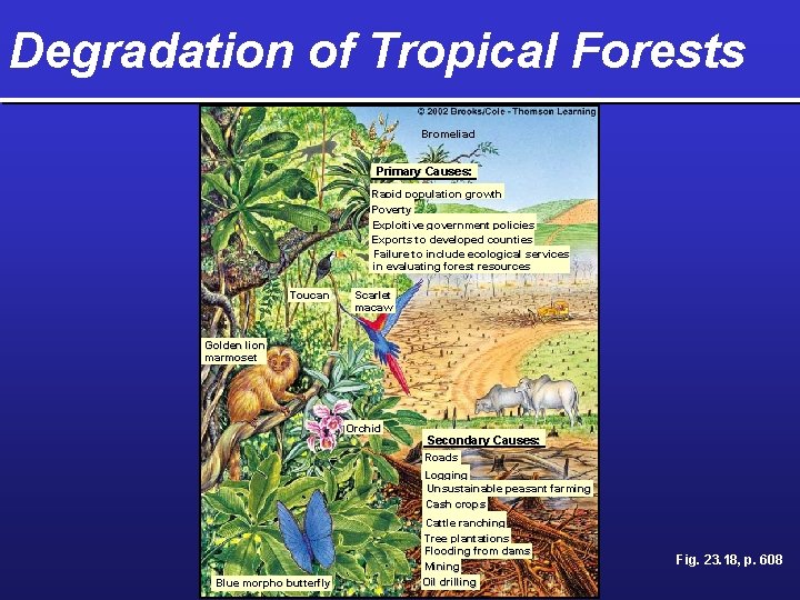 Degradation of Tropical Forests Bromeliad Primary Causes: Rapid population growth Poverty Exploitive government policies