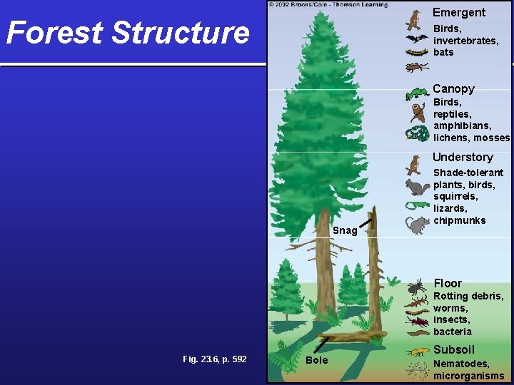 Emergent Forest Structure Birds, invertebrates, bats Canopy Birds, reptiles, amphibians, lichens, mosses Understory Snag