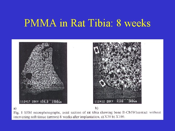 PMMA in Rat Tibia: 8 weeks 