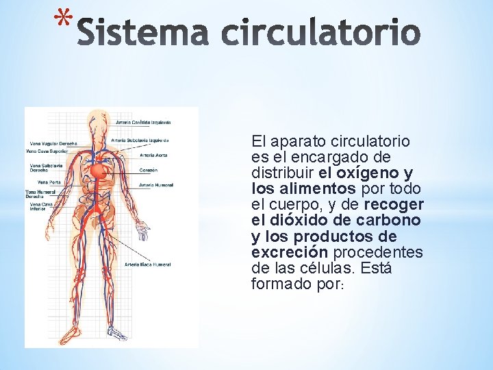 * El aparato circulatorio es el encargado de distribuir el oxígeno y los alimentos