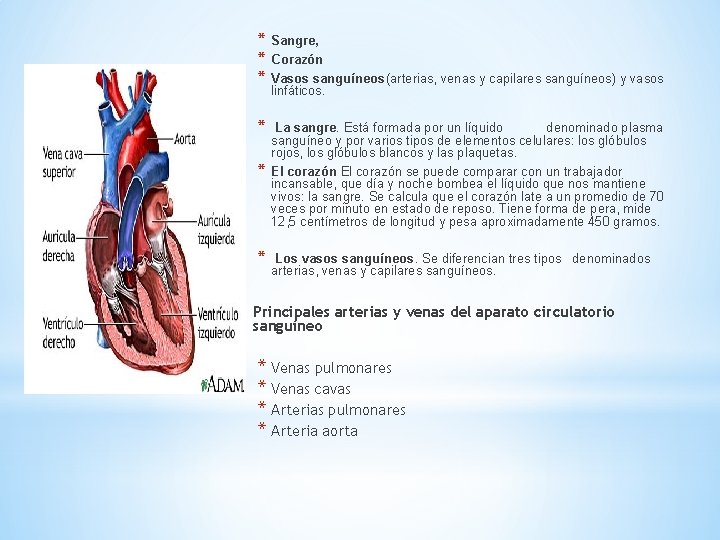 * * * Sangre, Corazón Vasos sanguíneos(arterias, venas y capilares sanguíneos) y vasos linfáticos.