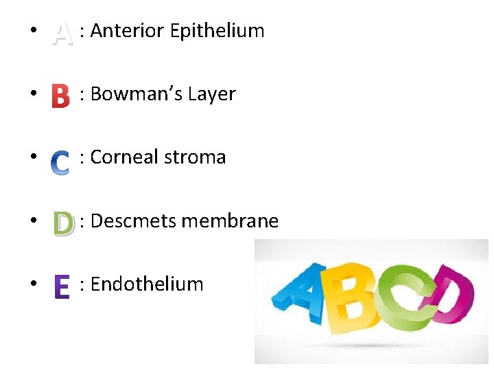  • A : Anterior Epithelium • B : Bowman’s Layer • • •