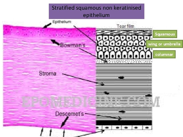 Stratified squamous non keratinised epithelium Squamous wing or umbrella columnar 