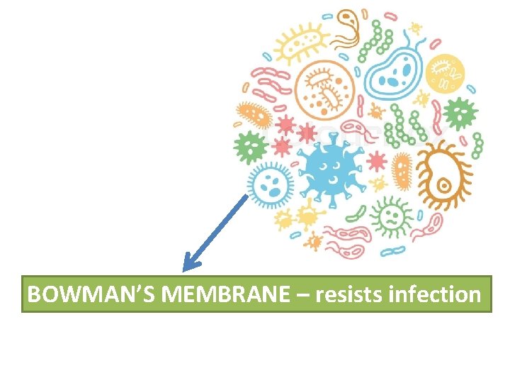 BOWMAN’S MEMBRANE – resists infection 