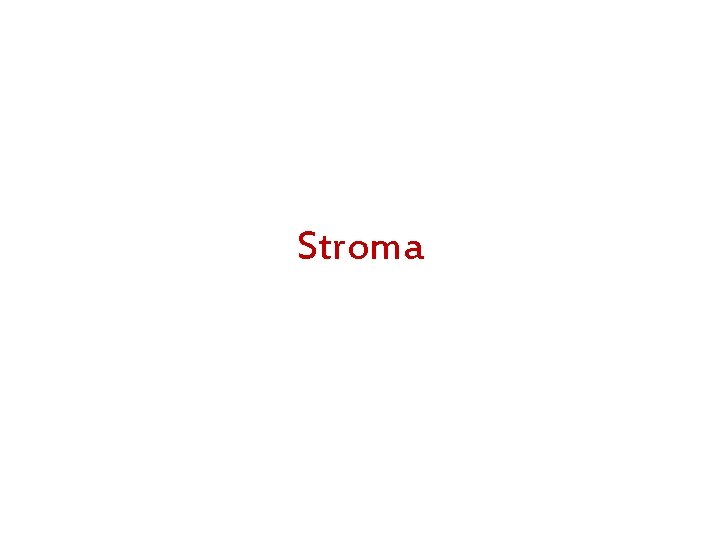 Stroma 