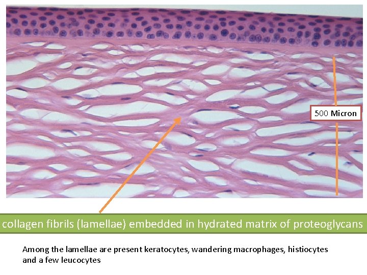 500 Micron collagen fibrils (lamellae) embedded in hydrated matrix of proteoglycans Among the lamellae