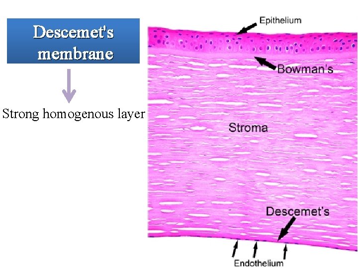 Descemet's membrane Strong homogenous layer 