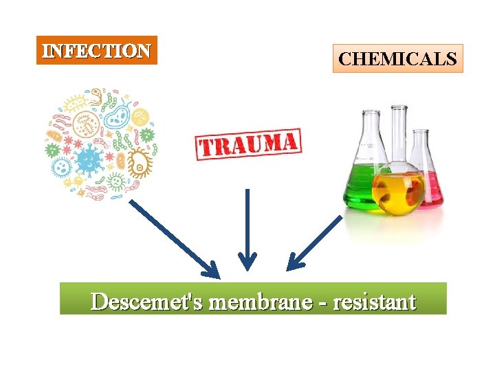INFECTION CHEMICALS Descemet's membrane - resistant 