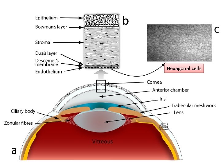Hexagonal cells 