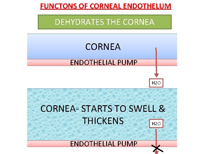 FUNCTONS OF CORNEAL ENDOTHELUM DEHYDRATES THE CORNEA ENDOTHELIAL PUMP H 2 O CORNEA- STARTS