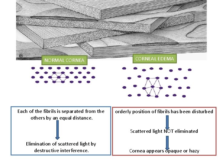 NORMAL CORNEA Each of the fibrils is separated from the others by an equal