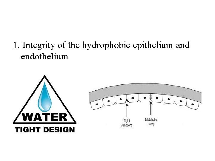 1. Integrity of the hydrophobic epithelium and endothelium 