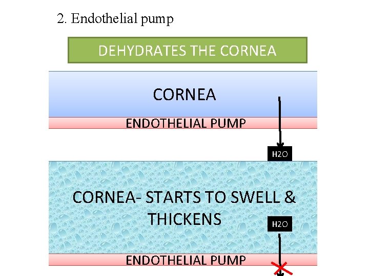 2. Endothelial pump DEHYDRATES THE CORNEA ENDOTHELIAL PUMP H 2 O CORNEA- STARTS TO