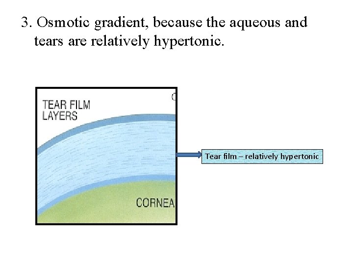 3. Osmotic gradient, because the aqueous and tears are relatively hypertonic. Tear film –