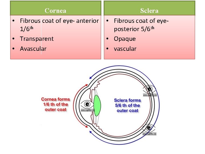 Cornea • Fibrous coat of eye- anterior 1/6 th • Transparent • Avascular Sclera