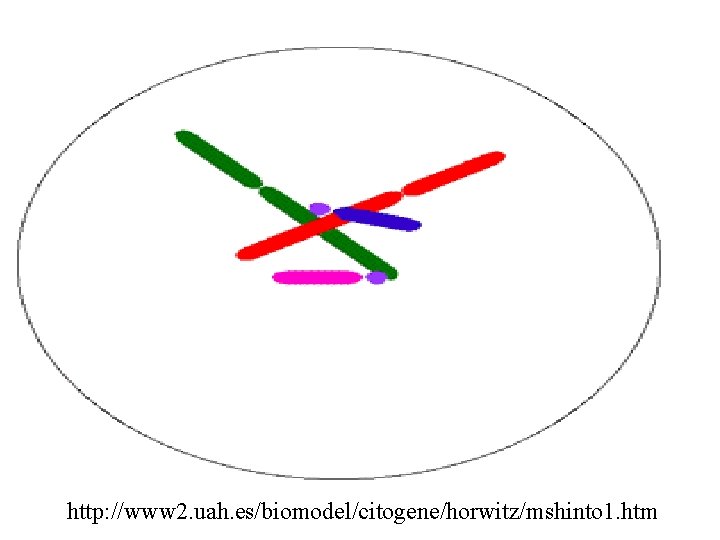 http: //www 2. uah. es/biomodel/citogene/horwitz/mshinto 1. htm 