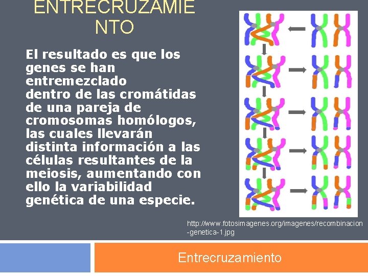 ENTRECRUZAMIE NTO El resultado es que los genes se han entremezclado dentro de las