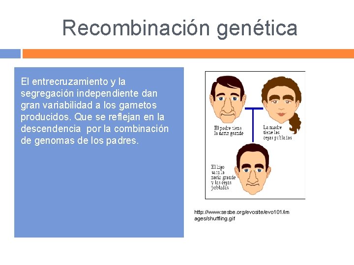 Recombinación genética El entrecruzamiento y la segregación independiente dan gran variabilidad a los gametos