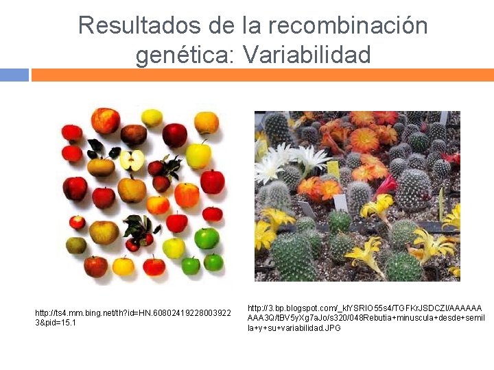 Resultados de la recombinación genética: Variabilidad http: //ts 4. mm. bing. net/th? id=HN. 60802419228003922