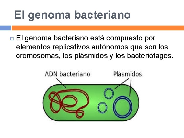 El genoma bacteriano está compuesto por elementos replicativos autónomos que son los cromosomas, los