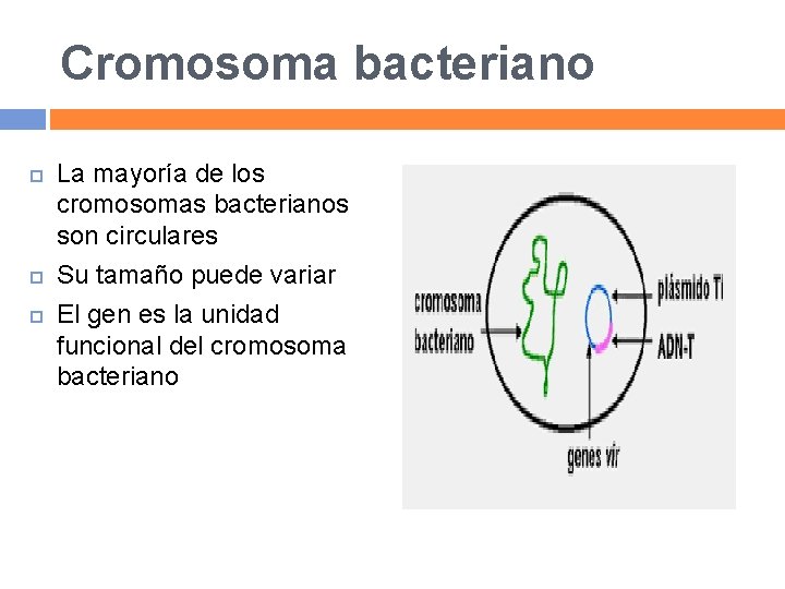 Cromosoma bacteriano La mayoría de los cromosomas bacterianos son circulares Su tamaño puede variar