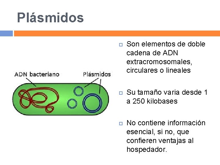 Plásmidos Son elementos de doble cadena de ADN extracromosomales, circulares o lineales Su tamaño