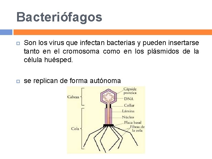 Bacteriófagos Son los virus que infectan bacterias y pueden insertarse tanto en el cromosoma