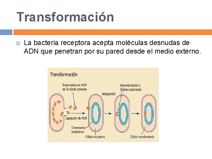 Transformación La bacteria receptora acepta moléculas desnudas de ADN que penetran por su pared